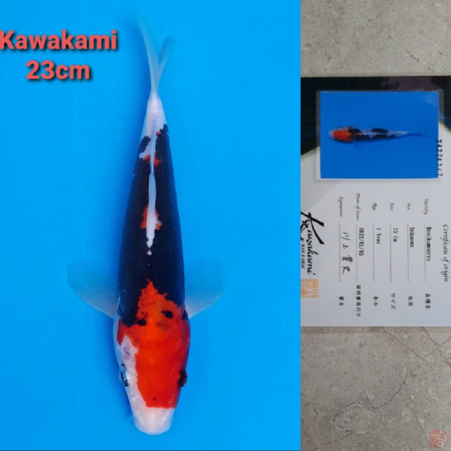 KAWAKAMI BENI KUMONRYU 23CM SERTI