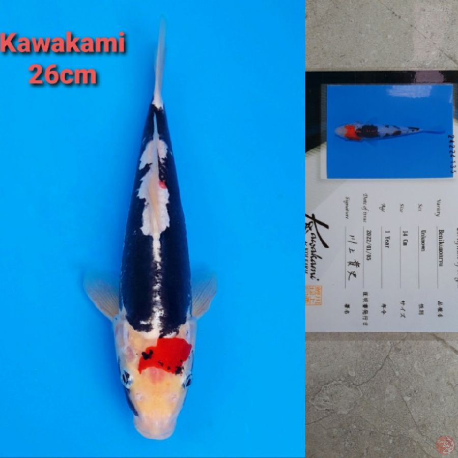 KAWAKAMI BENI KUMONRYU 26CM SERTI