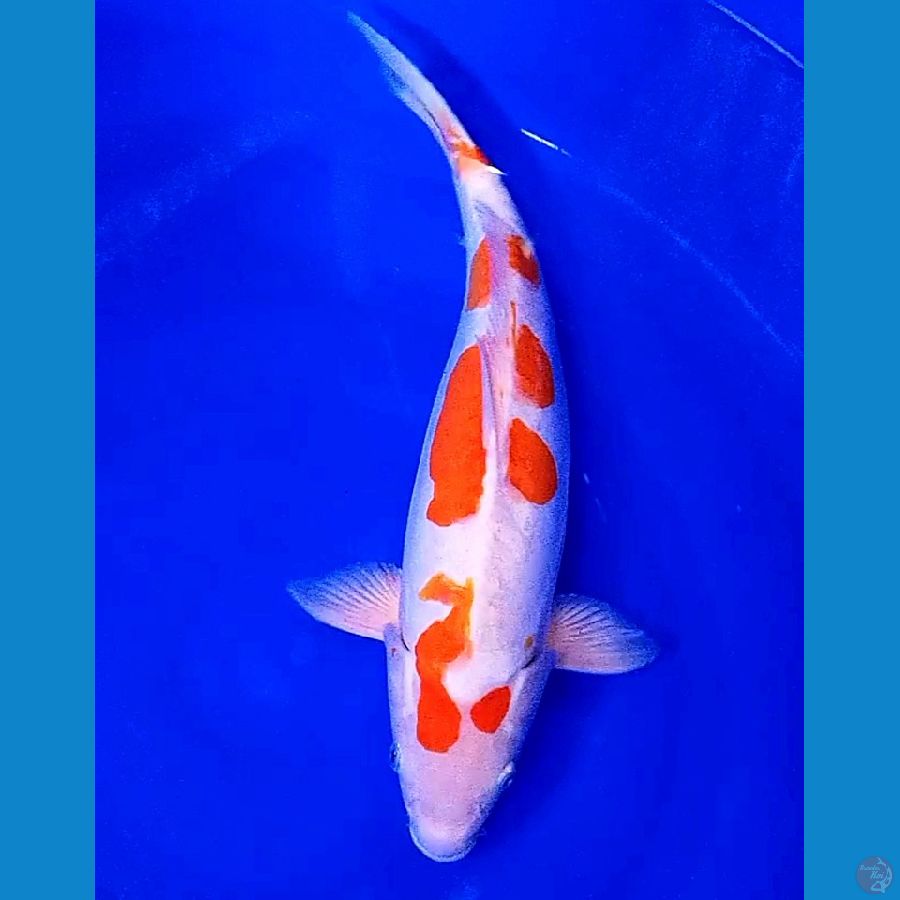 jumbo doitsu kohaku f 42 cm