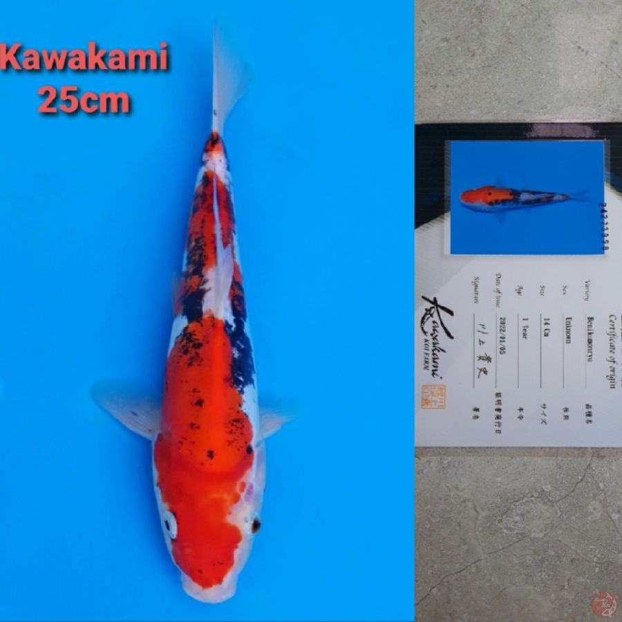 KAWAKAMI BENI KUMONRYU 25CM SERTI SIRIP CACAT SEBELAH