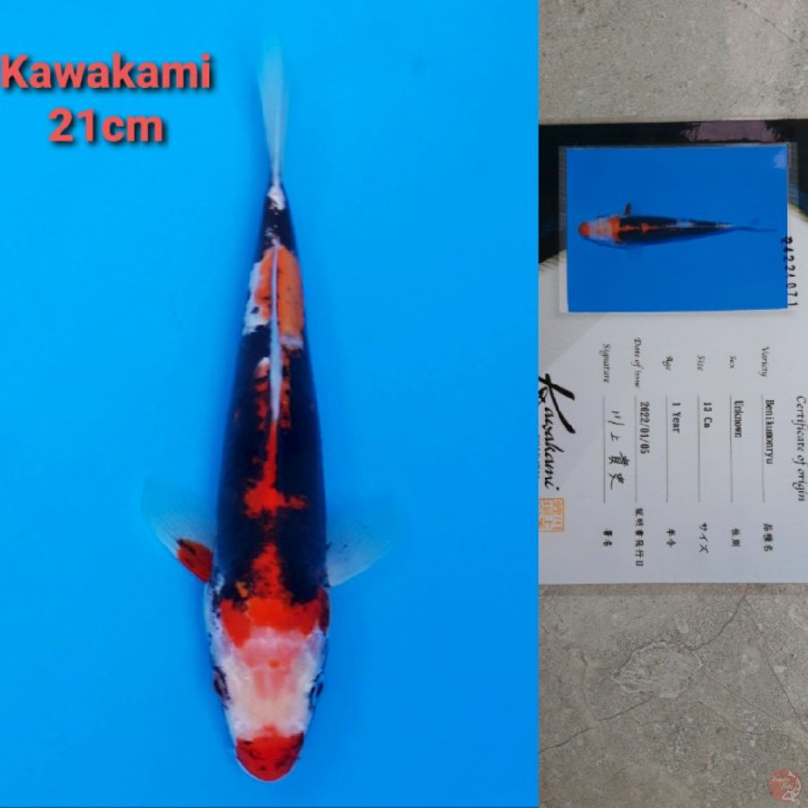 KAWAKAMI BENI KUMONRYU 21CM SERTI