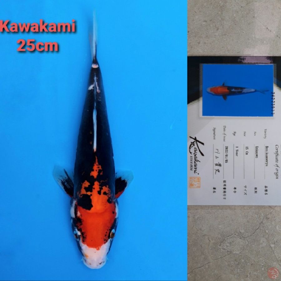 KAWAKAMI BENI KUMONRYU 25CM SERTI