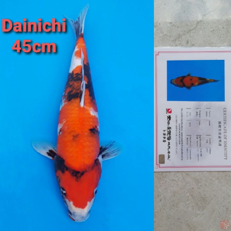 DAINICHI SHOWA 45CM SERTI