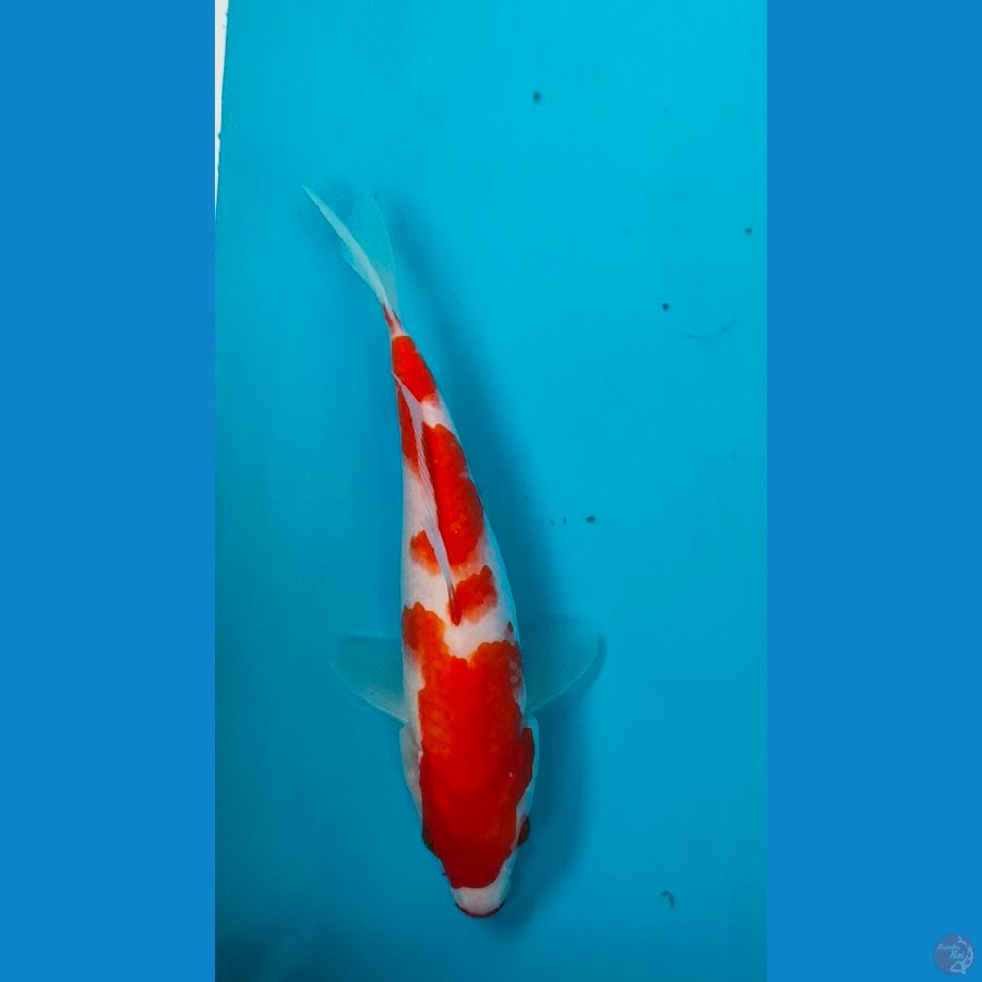 kohaku kucibeni 22cm merah strong