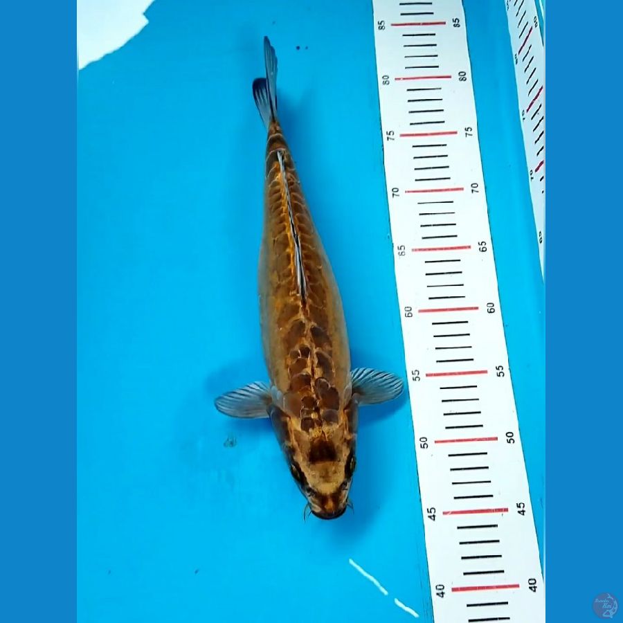 kikokuryu 35cm