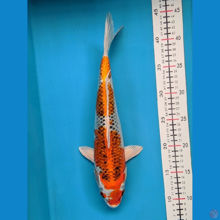 KUJAKU 34CM FEMALE