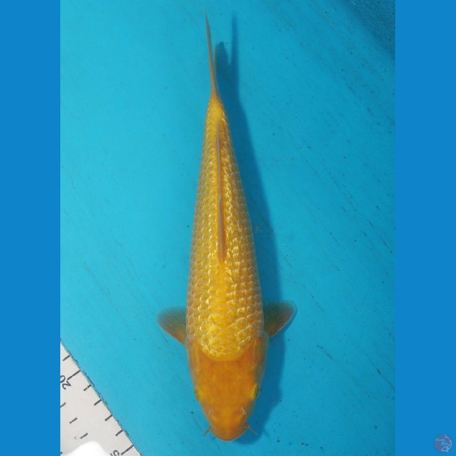 Karasi Ginrin 23cm (SQ)