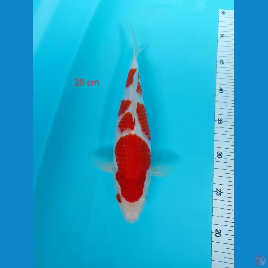 kohakhu 28