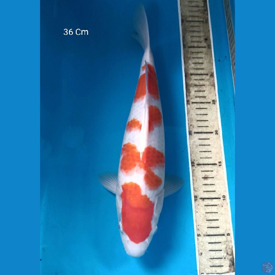 Kohaku 36 Cm