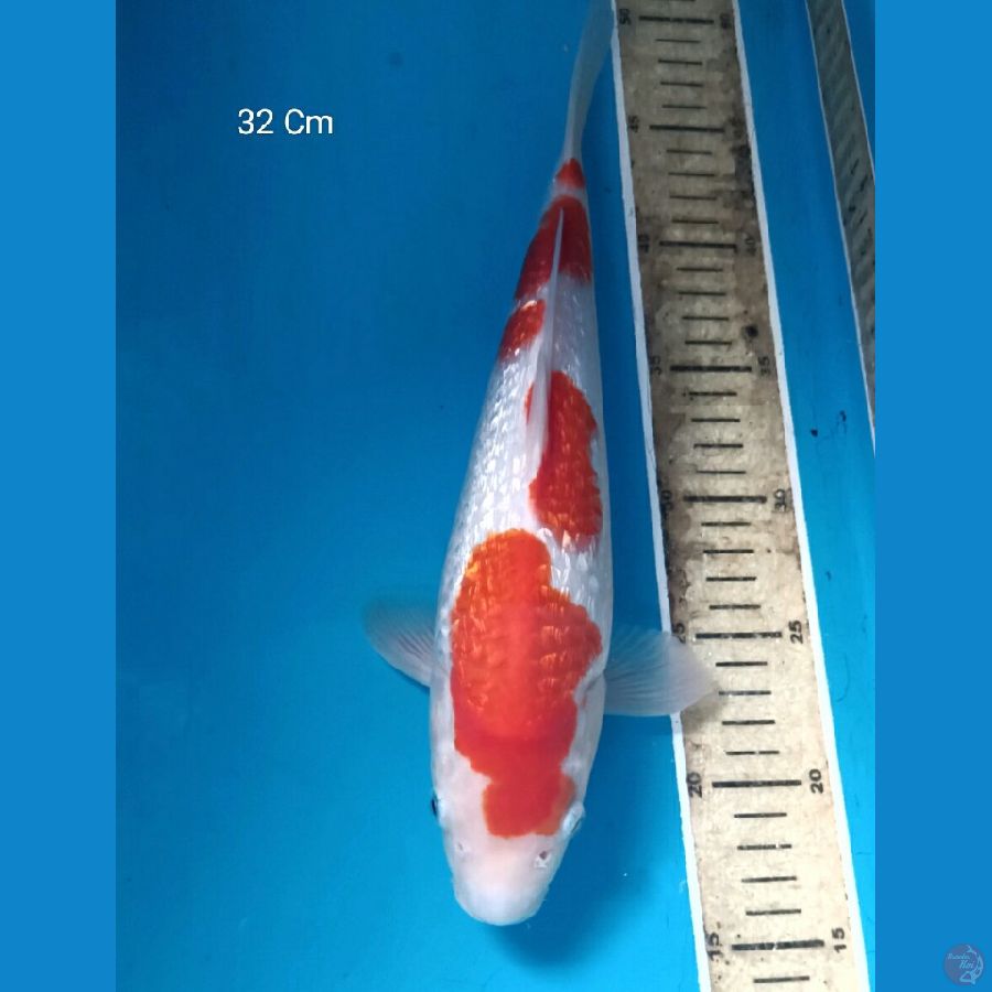 Kohaku Ginrin 32 Cm