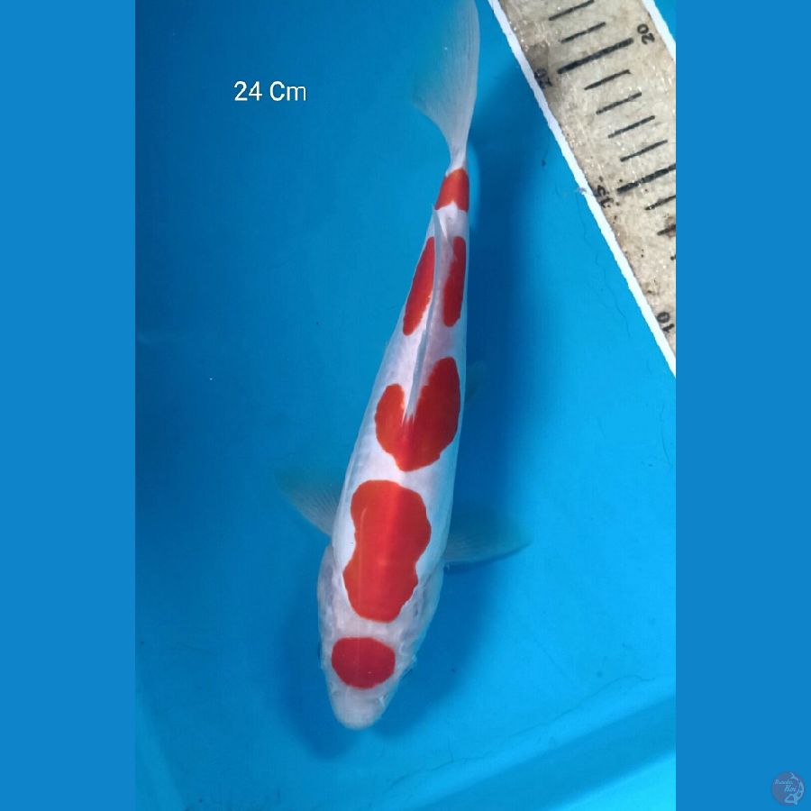 Kohaku Doitsu 24 Cm