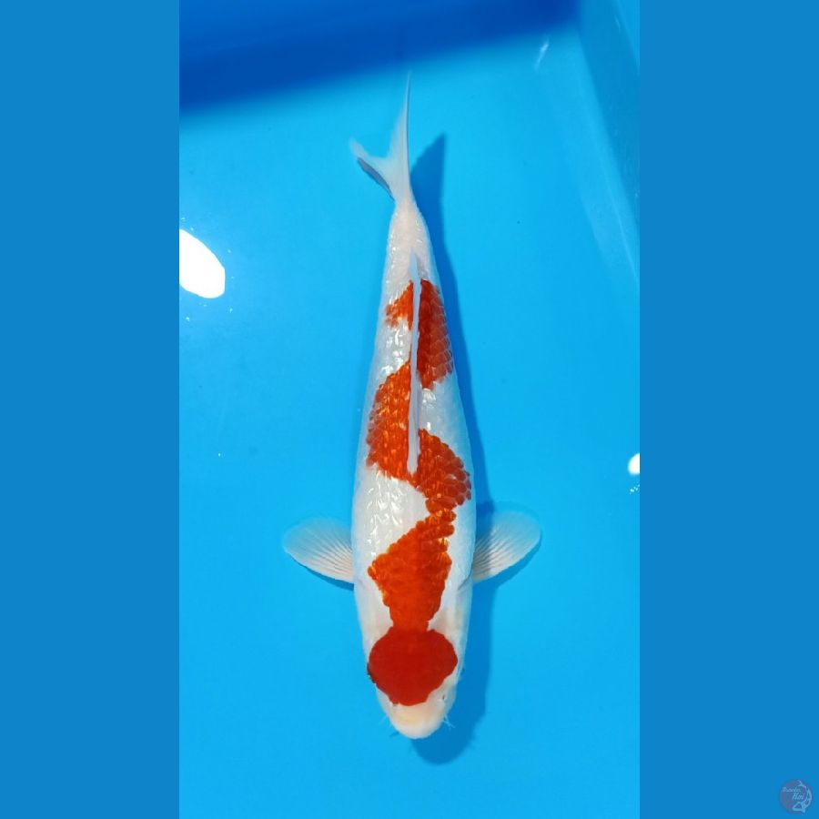 ORYGINAL INAZUMA KOHAKU GINDRIN 42CM