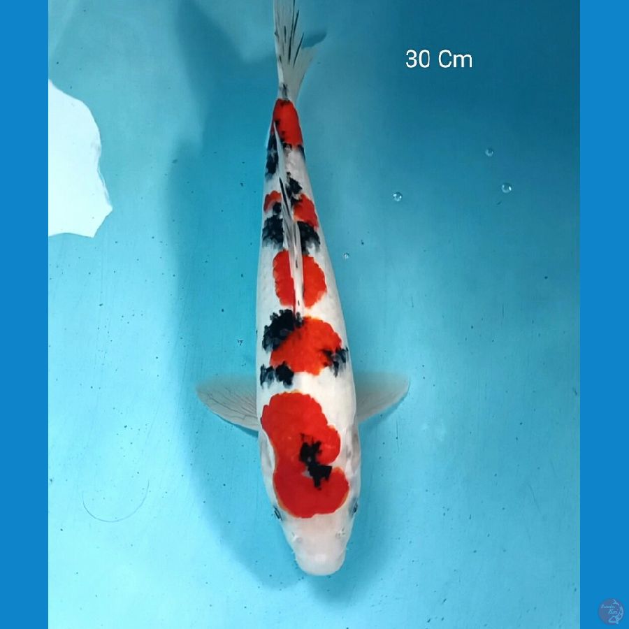 Sanke Male 30 Cm