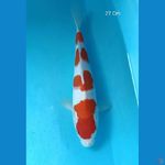 Kohaku Male 27 Cm