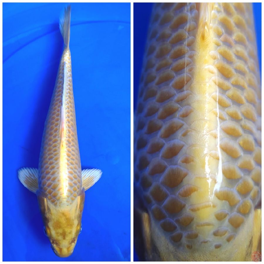 30cm male