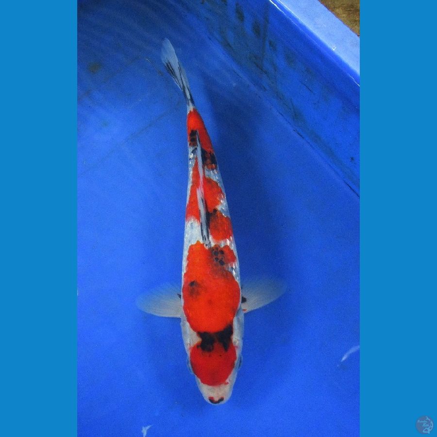 showa ginrin ±24cm jantan