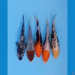 MIX BABY KOI 6PCS ( GINRIN-TANCHO KOROMO-KUMONRYU-BENIKUMONRYU) 15-16CM