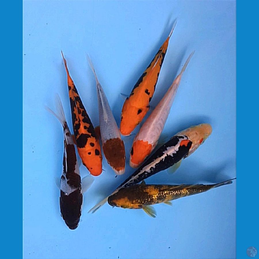 MIX-MAX 7PCS BABY KOI 14CM 