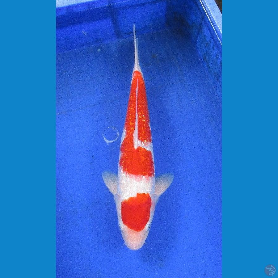 kohaku ginrin ±36cm 