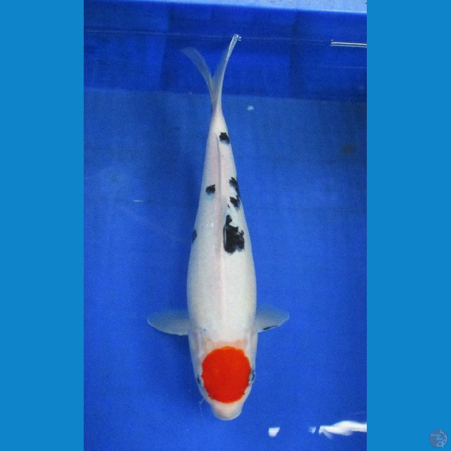 tancho hq ±32cm