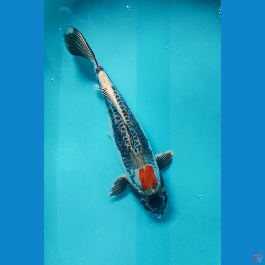 Kawarimono 40 Cm Unik