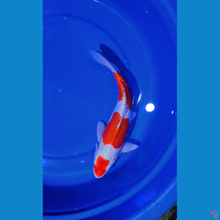 Kikushui 33 cm Nyentrik