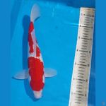 RED STRONG KOHAKU GINDRIN 32 CM