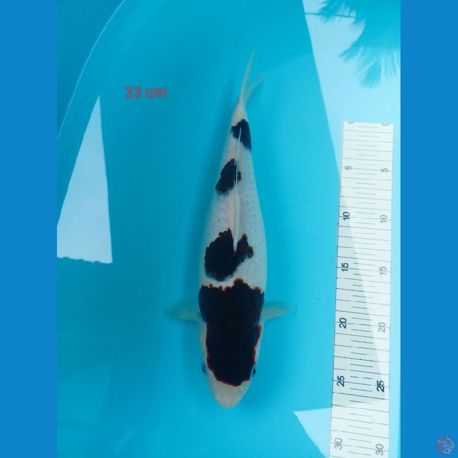 goromo 33 cm calon gedi
