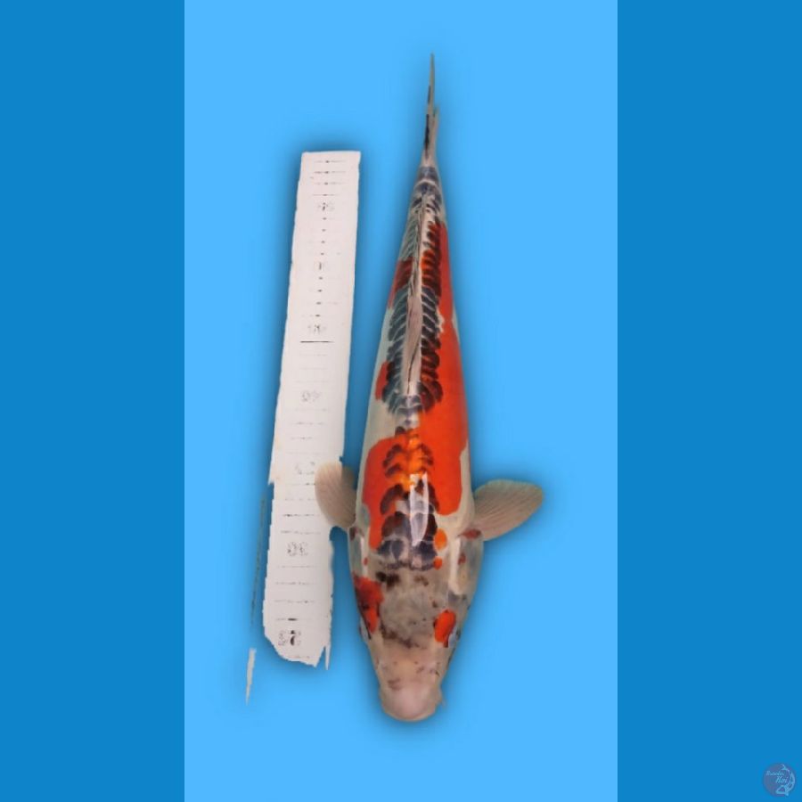 45cm Kujaku Doitsu Male