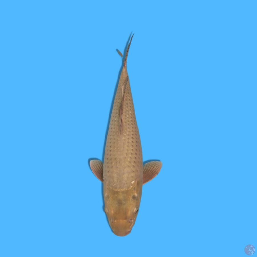 Soragoi 32cm