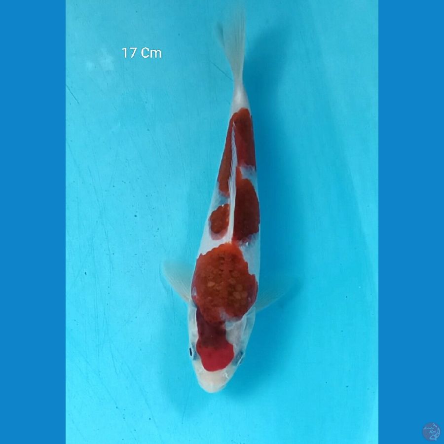 Ai Goromo Male 17 Cm