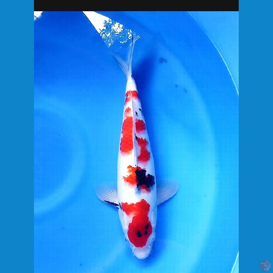 Sakura Sankis 35 Male