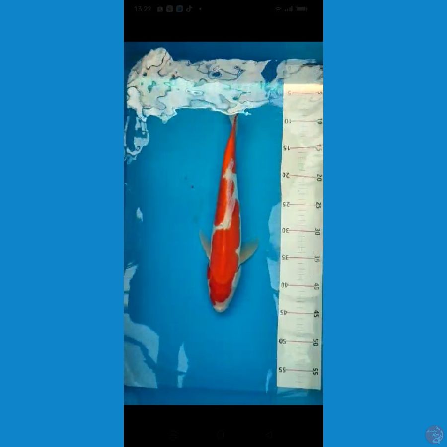 KOHAKU DOITSU 38CM