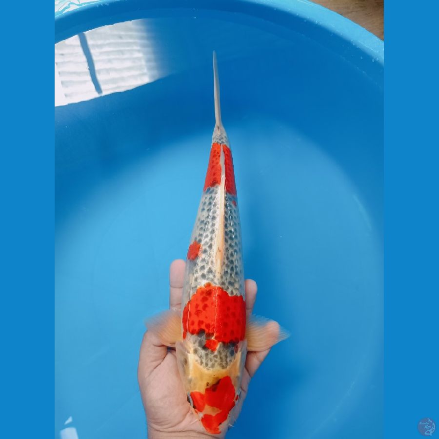 Ghosiki Tetap semangat 05