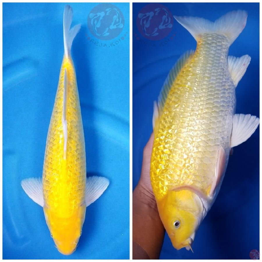 KARASHI RED EYE 40 CM MALE