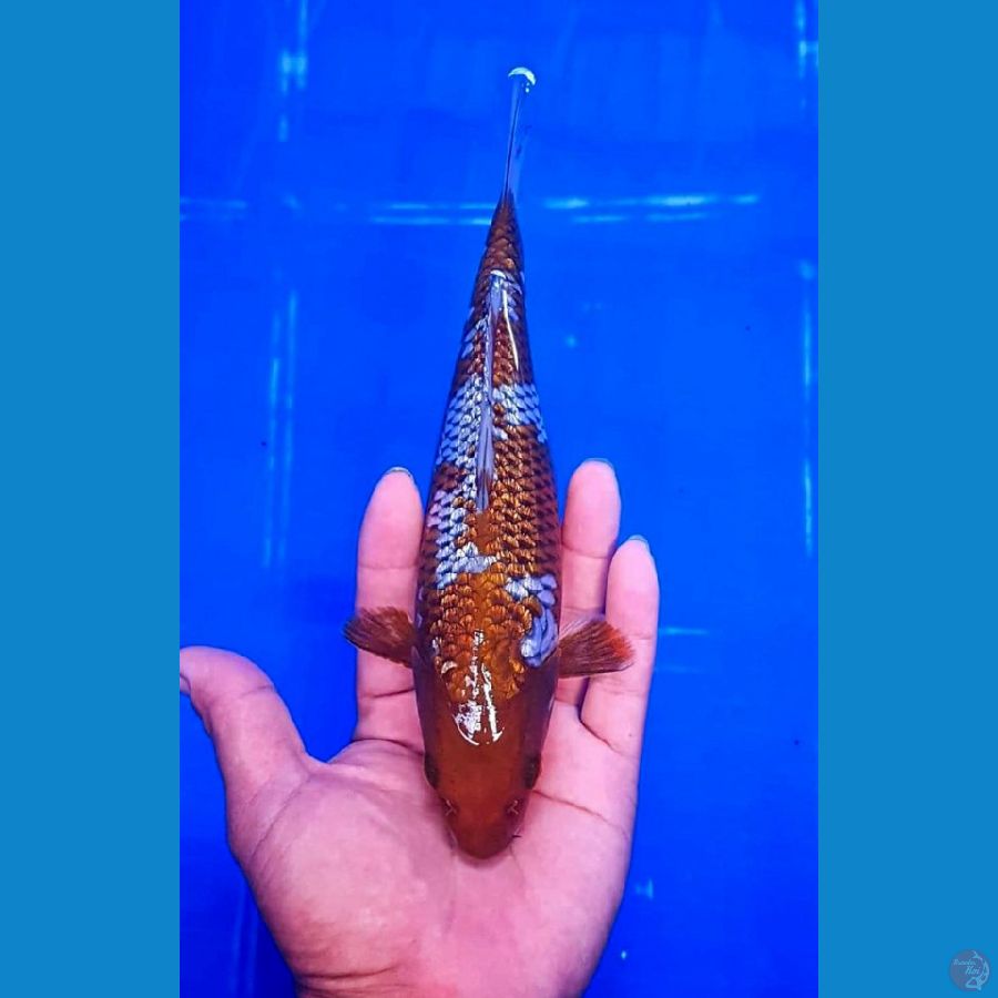 Ochiba Ginrin 21cm