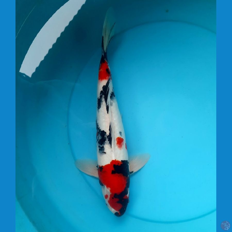 Showa 38cm Male