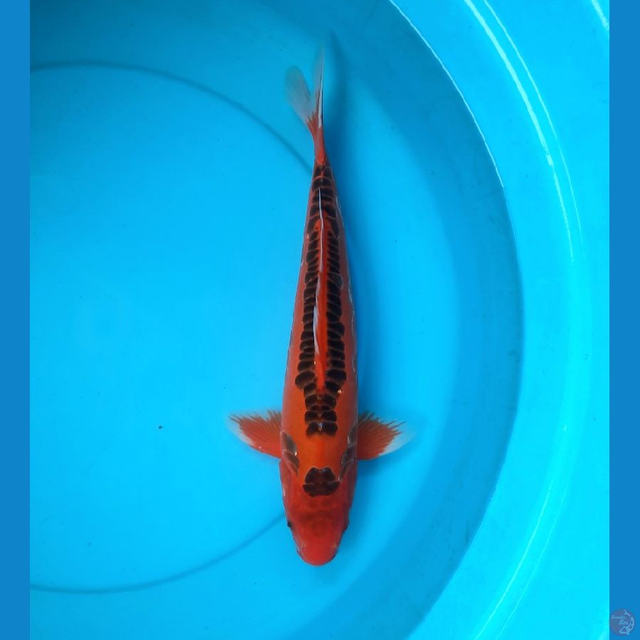 Mizuho 40cm male