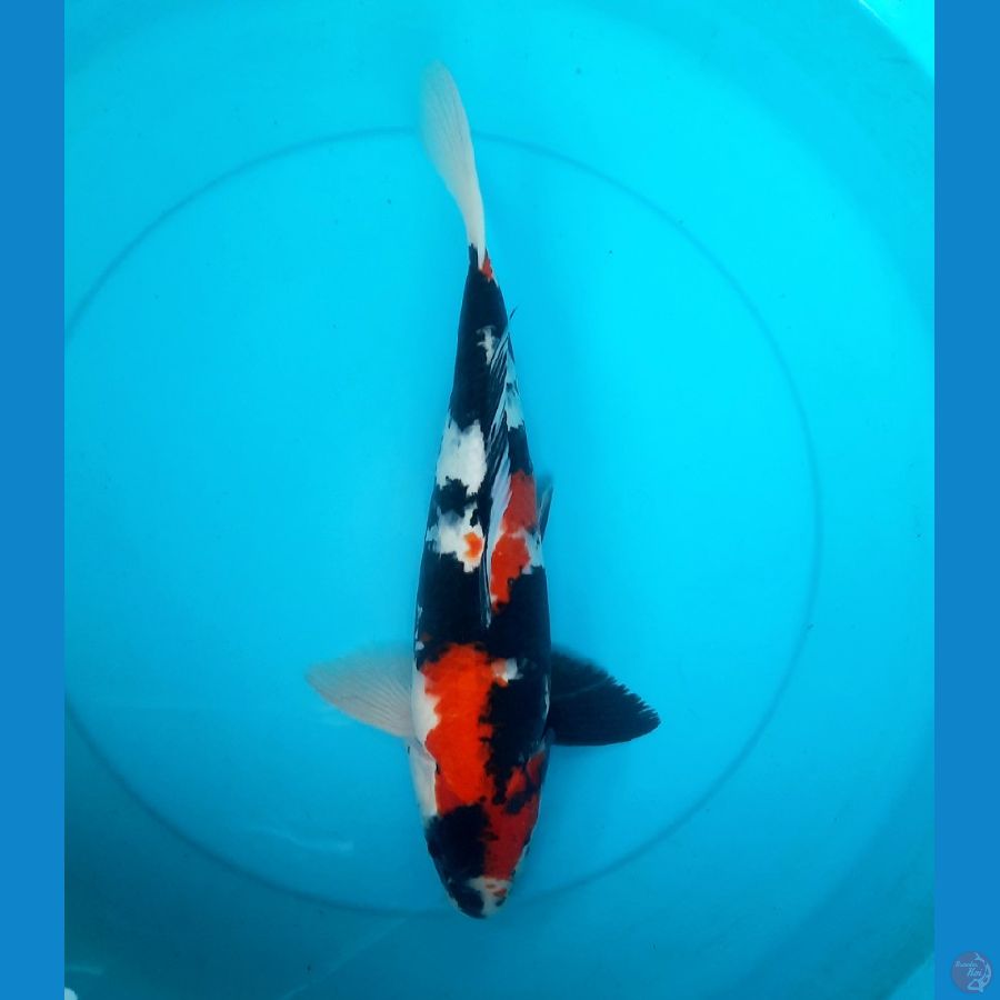 Showa 41cm female