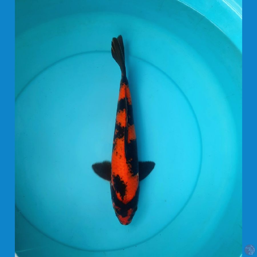 Hi utsuri 37cm male