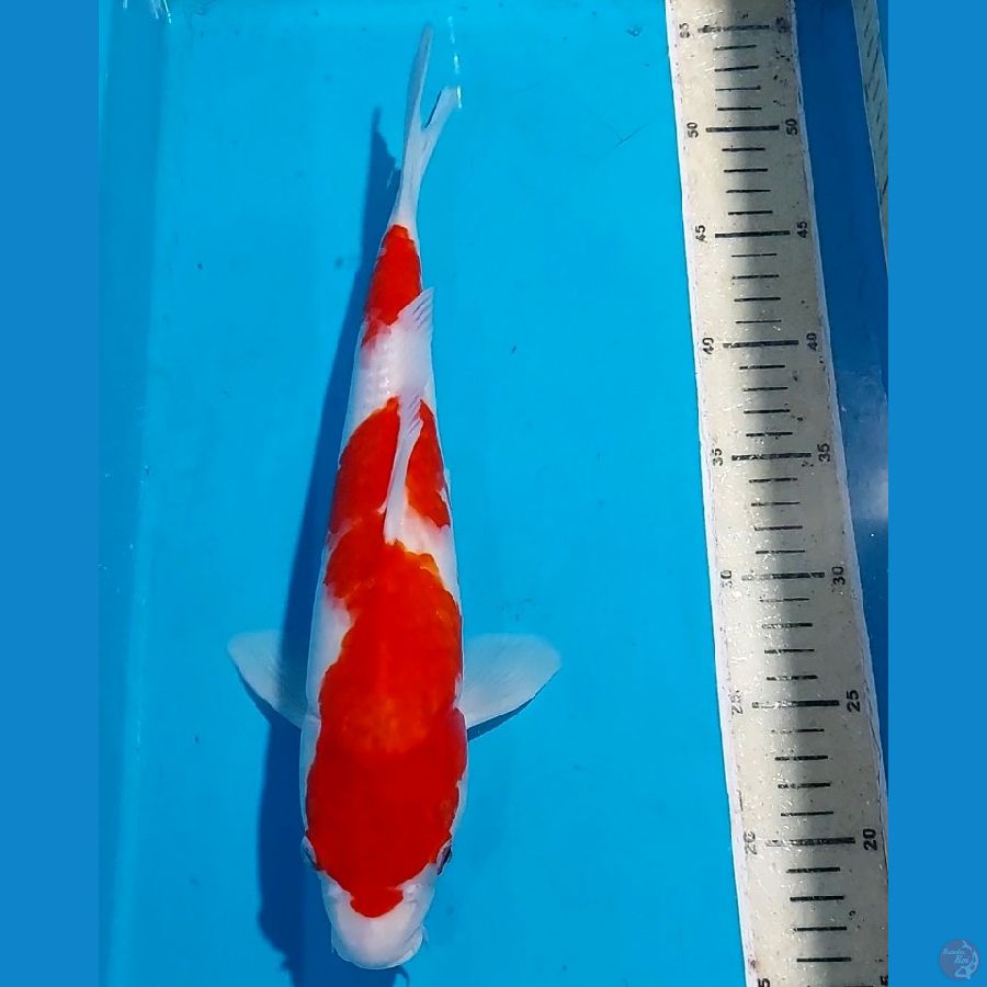 KOHAKU 37 CM