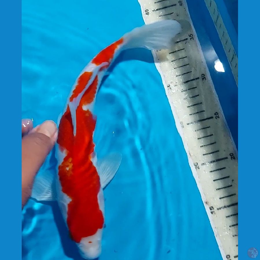 INAZUMA KOHAKU 33 CM