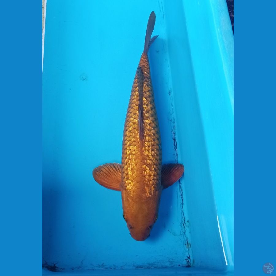 35cm male ginrin karamel 