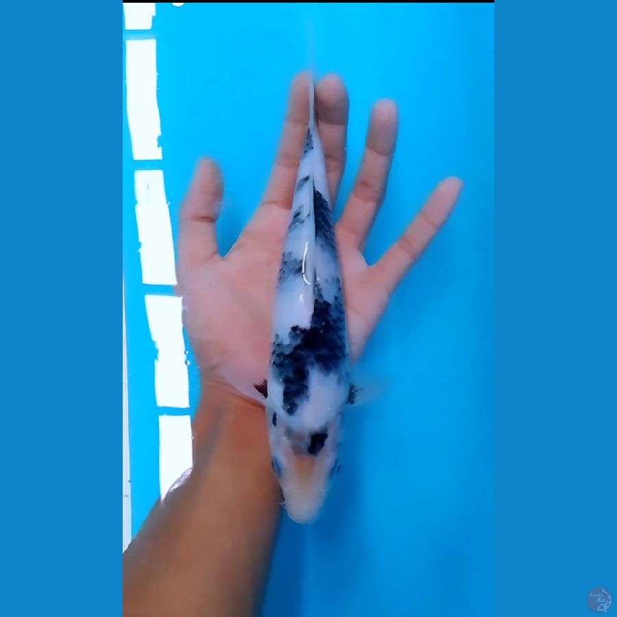 MOTOGORO IMBANG (Skin putih bersih)