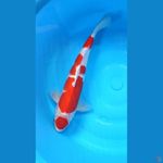 Maruten Kohaku.. 33cm™