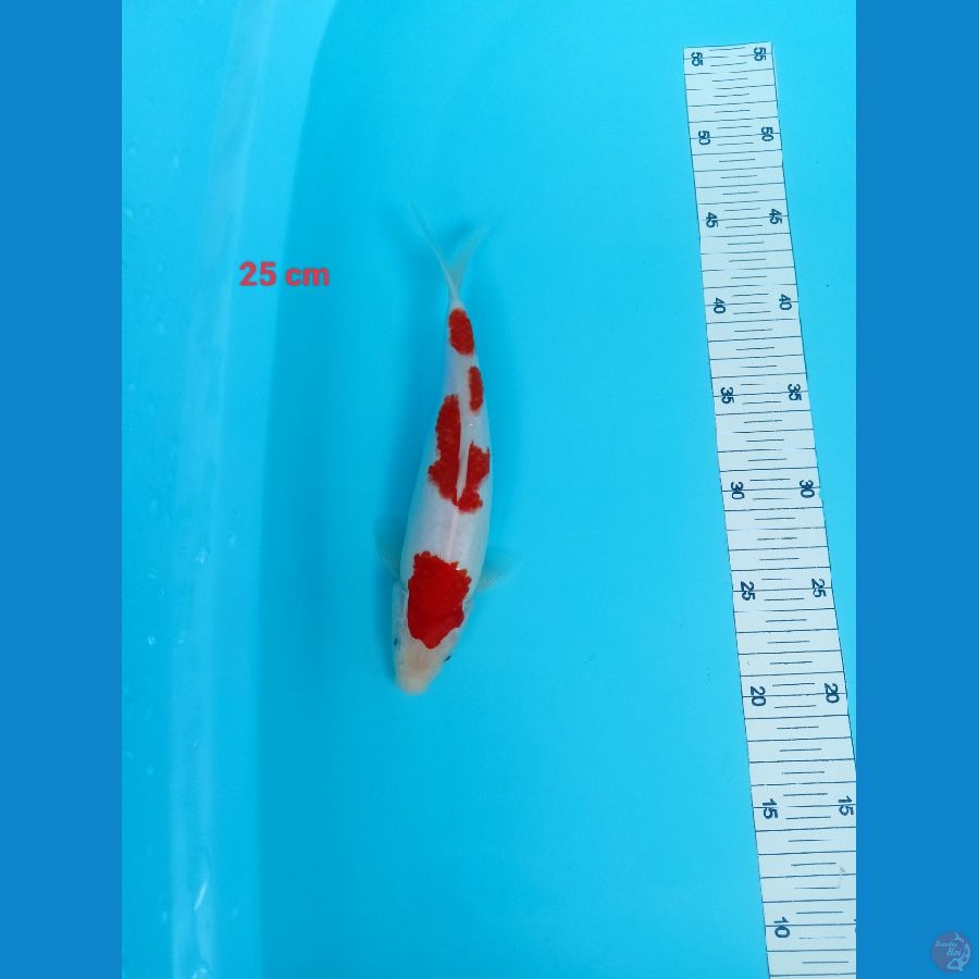kohakhu 25 cm