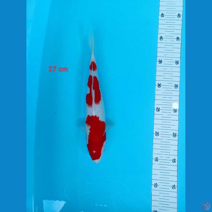 kohakhu 27 cm