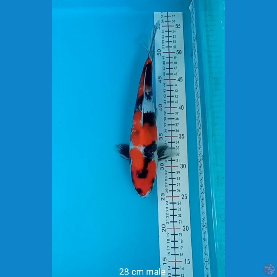 SOWA 28 CM MALE