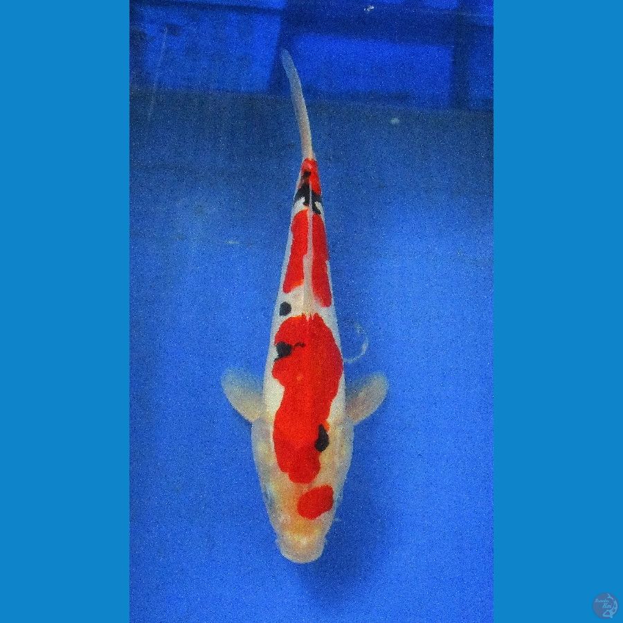 Showa doitsu ±30cm