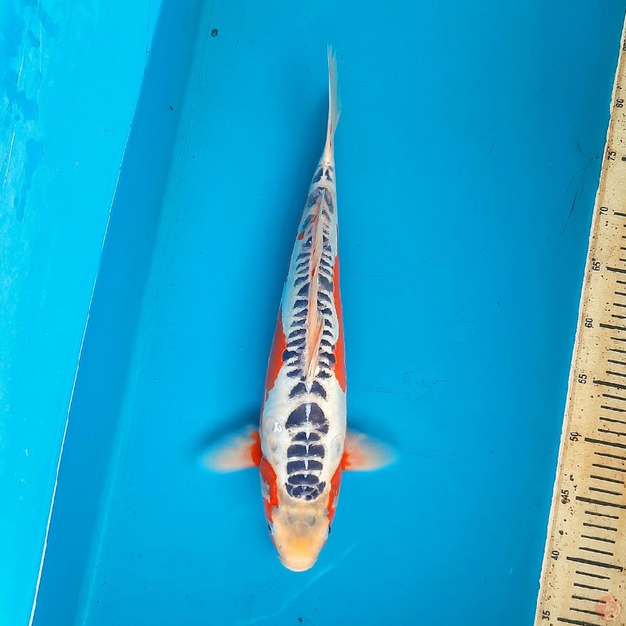 Shusui 42cm Female